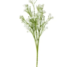 ohne Marke Blumen>Acker-Witwenblume "Evergreen"
