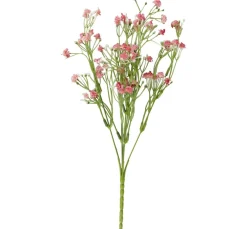 ohne Marke Blumen>Acker-Witwenblume "Evergreen"