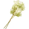 DPI Blumen>Blütenstand-Zweig