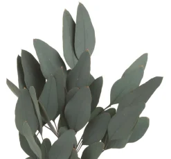 ohne Marke Trockenblumen & - Früchte>Eukalyptus