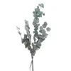 VBS Trockenblumen & - Früchte>Eukalyptus Cinerea