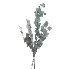 VBS Trockenblumen & - Früchte>Eukalyptus Cinerea