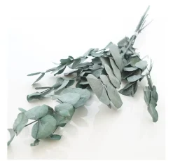 VBS Trockenblumen & - Früchte>Eukalyptus Cinerea