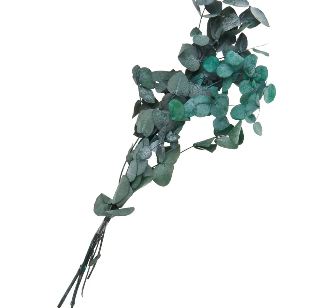 VBS Trockenblumen & - Früchte>Eukalyptus Cinerea