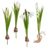 DPI Blumen>Frühjahrsblumen Mix mit Zwiebel
