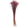 VBS Trockenblumen & - Früchte>Glixia rosa