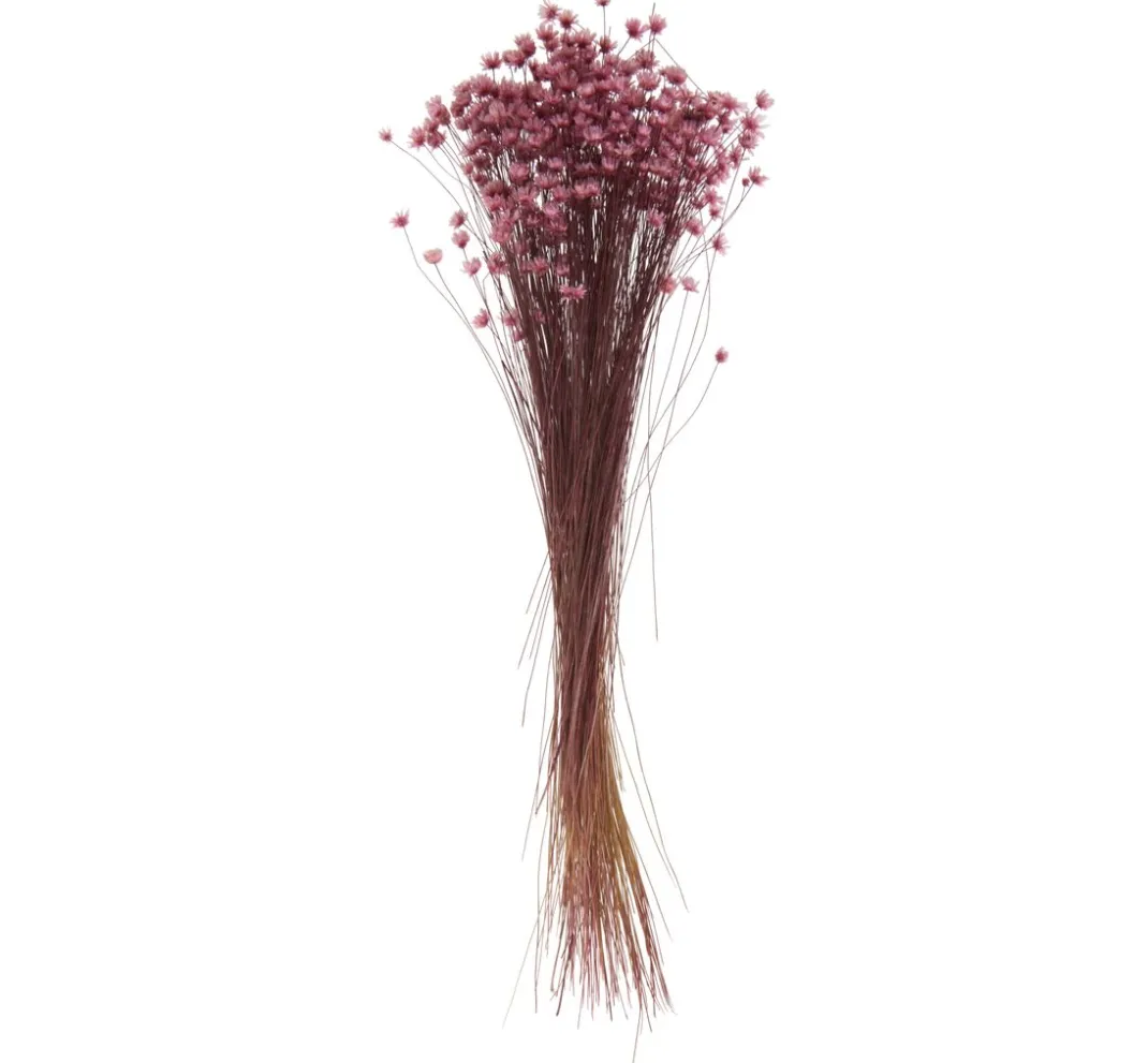 VBS Trockenblumen & - Früchte>Glixia rosa