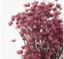 VBS Trockenblumen & - Früchte>Glixia rosa