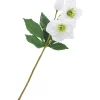 DPI Blumen>Helleborus