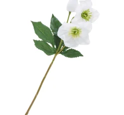 DPI Blumen>Helleborus