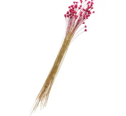 ohne Marke Trockenblumen & - Früchte>Hillflower