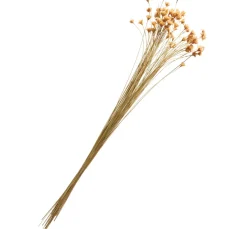 ohne Marke Trockenblumen & - Früchte><noscript><img width=