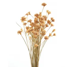 ohne Marke Trockenblumen & - Früchte><noscript><img width=