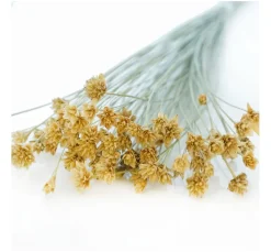 ohne Marke Trockenblumen & - Früchte><noscript><img width=