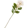 DPI Blumen>Hortensie mit zwei Blüten