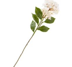 DPI Blumen>Hortensie mit zwei Blüten