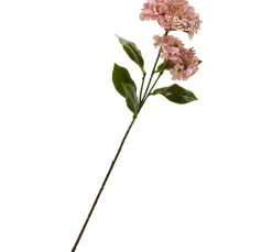 DPI Blumen>Hortensie mit zwei Blüten