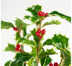 DPI Bäume & Zweige>Ilex Zweig mit Beeren, 40 cm