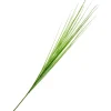 DPI Gräser & Beeren>Isolepsis Gras