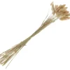 VBS Trockenblumen & - Früchte>Lagurus