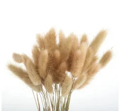 VBS Trockenblumen & - Früchte>Lagurus