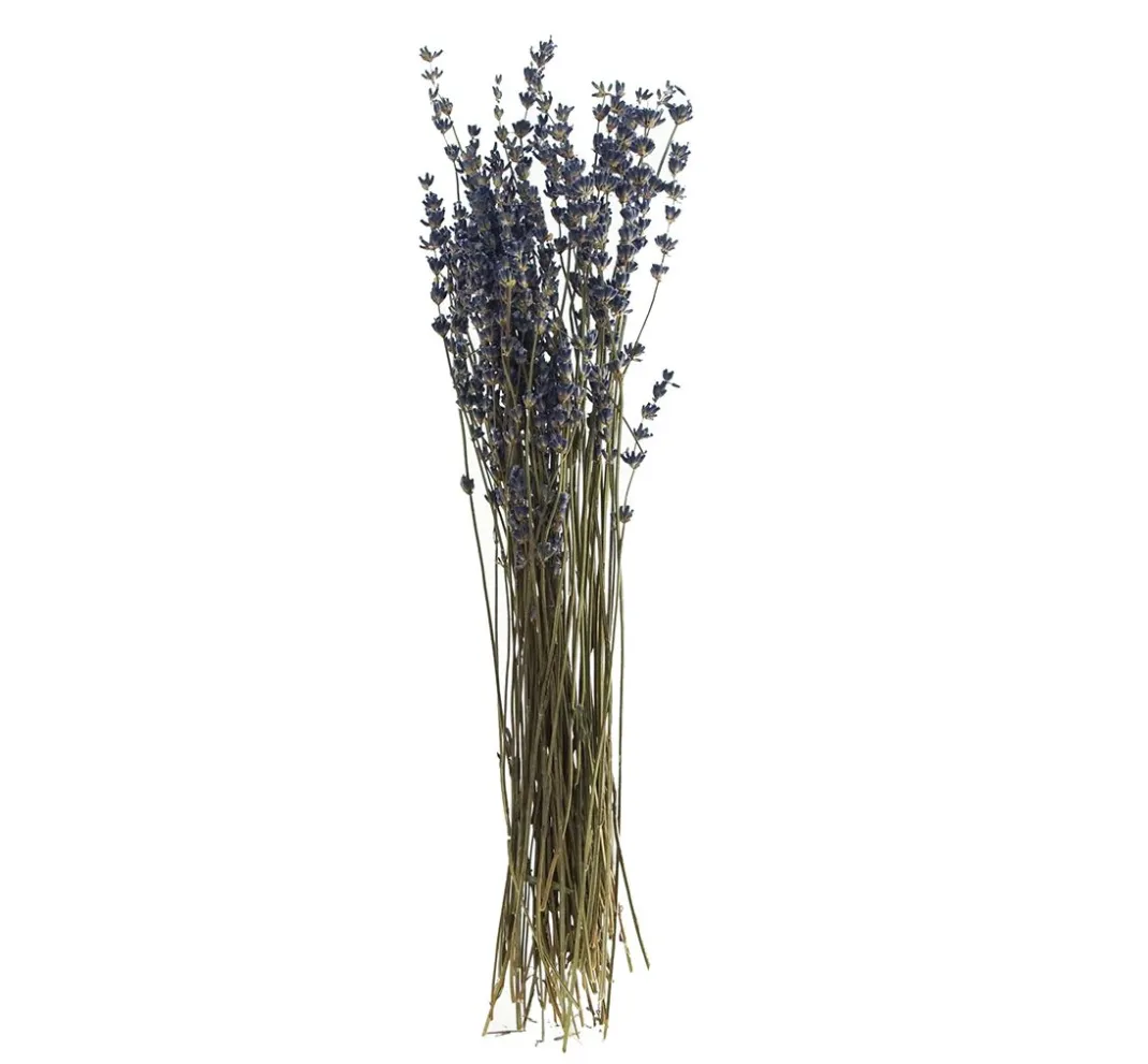 VBS Trockenblumen & - Früchte>Lavendel natur blau