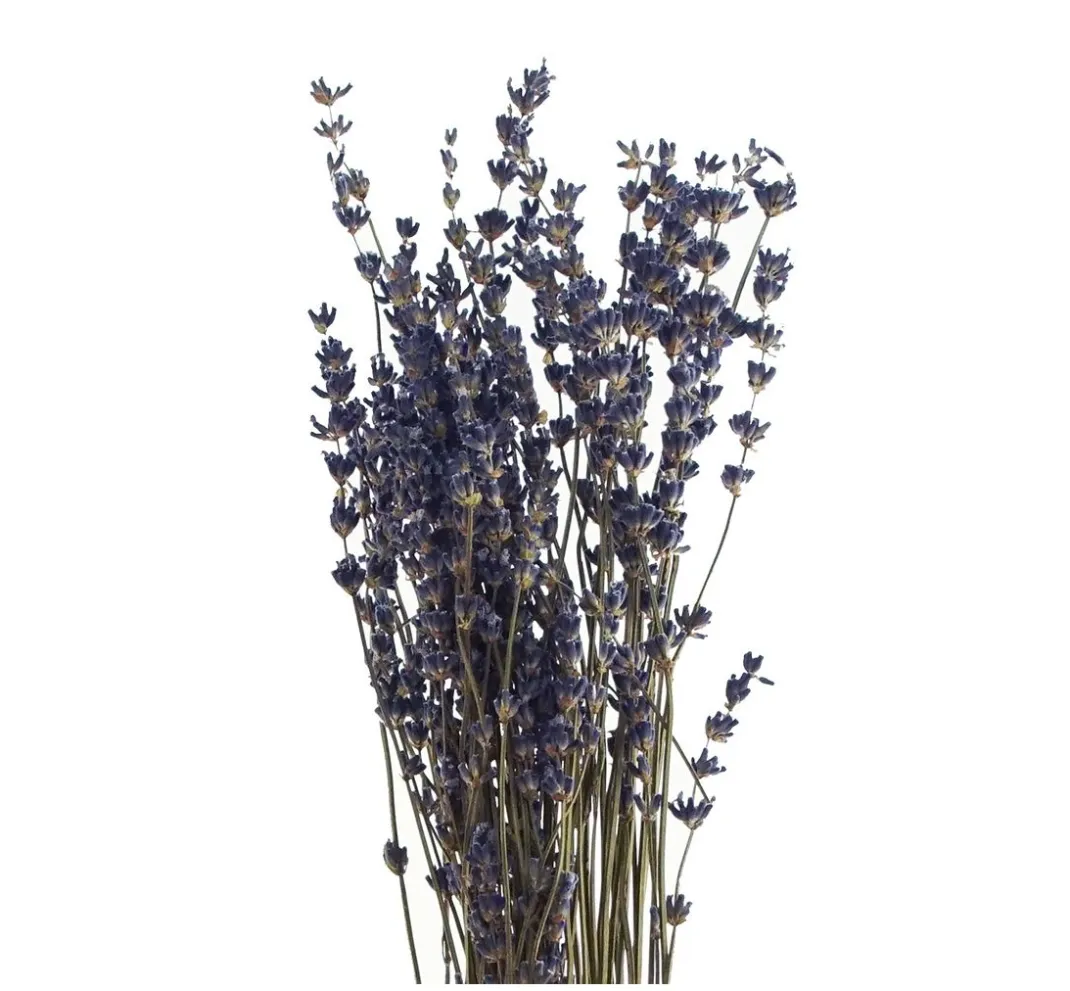 VBS Trockenblumen & - Früchte>Lavendel natur blau