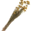 ohne Marke Trockenblumen & - Früchte>Lona natur gelb