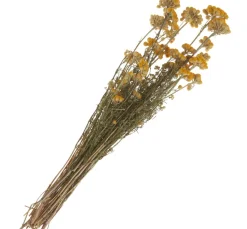 ohne Marke Trockenblumen & - Früchte>Lona natur gelb