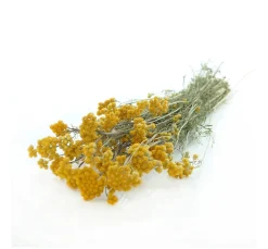 ohne Marke Trockenblumen & - Früchte>Lona natur gelb