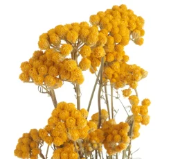 ohne Marke Trockenblumen & - Früchte><noscript><img width=