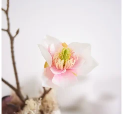 DPI Blumen><noscript><img width=