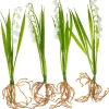 DPI Blumen>Maiglöckchen mit Wurzeln