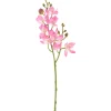 DPI Blumen>Mini Orchidee Phalaenopsis