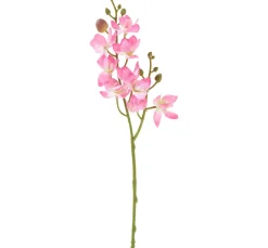 DPI Blumen>Mini Orchidee Phalaenopsis