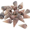 Eurosand Muscheln & Treibholz|Naturmaterialien>Muschel "Telescopium"