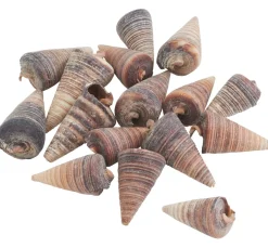 Eurosand Muscheln & Treibholz|Naturmaterialien>Muschel "Telescopium"