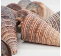 Eurosand Muscheln & Treibholz|Naturmaterialien>Muschel "Telescopium"