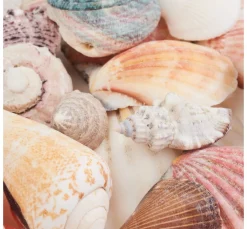 Eurosand Muscheln & Treibholz><noscript><img width=
