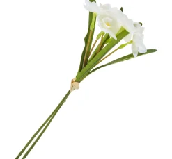 DPI Blumen>Narzissen Bund