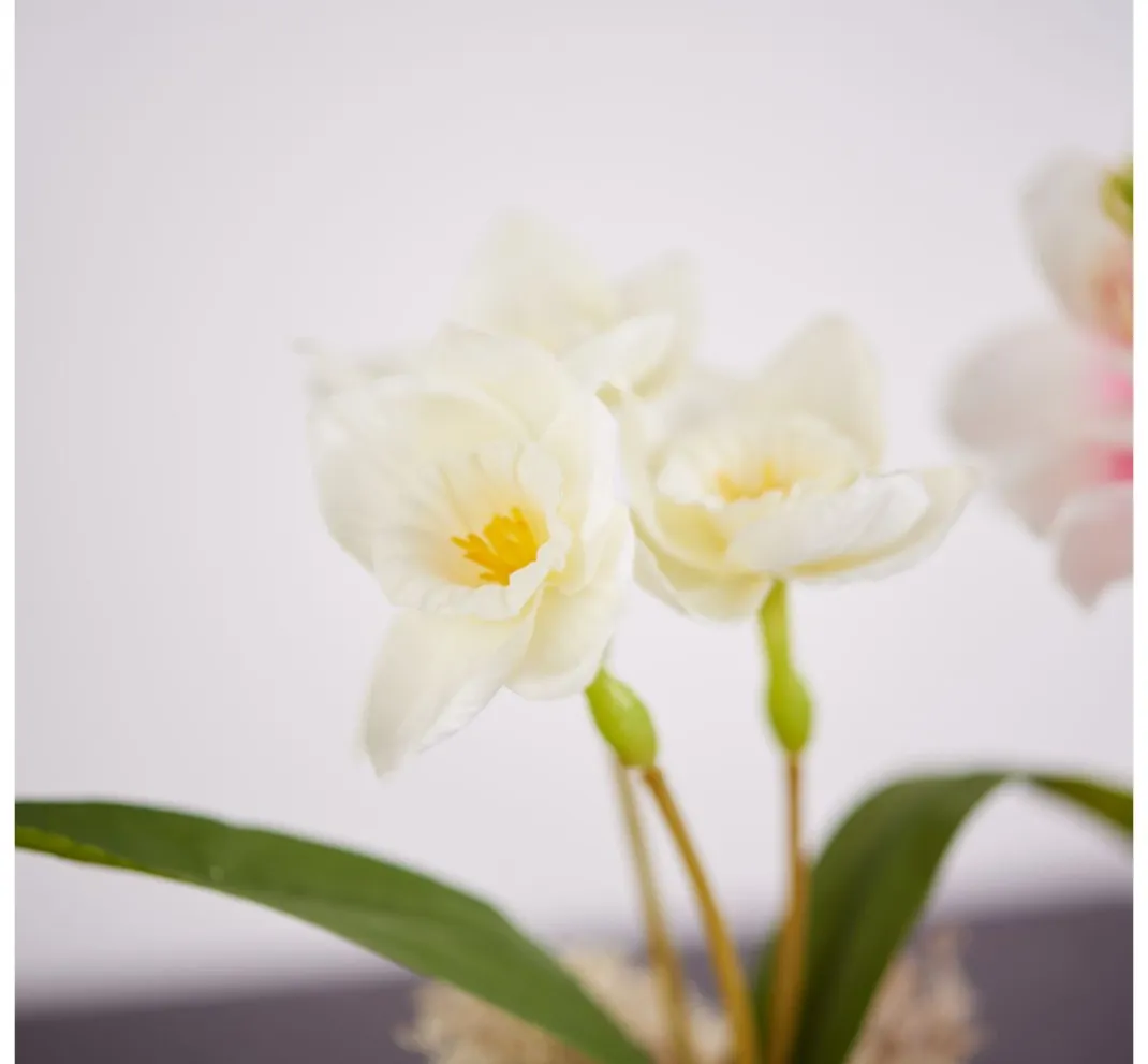DPI Blumen>Narzissen Bund