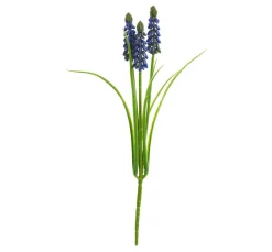 DPI Blumen>Perlhyazinthe mit 3 Blütenstängel