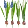 DPI Blumen>Perlhyazinthen Mix mit Zwiebel