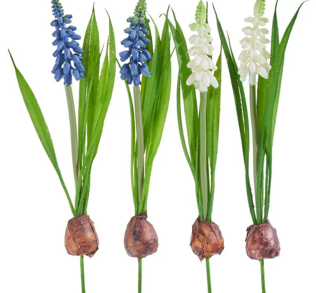 DPI Blumen>Perlhyazinthen Mix mit Zwiebel
