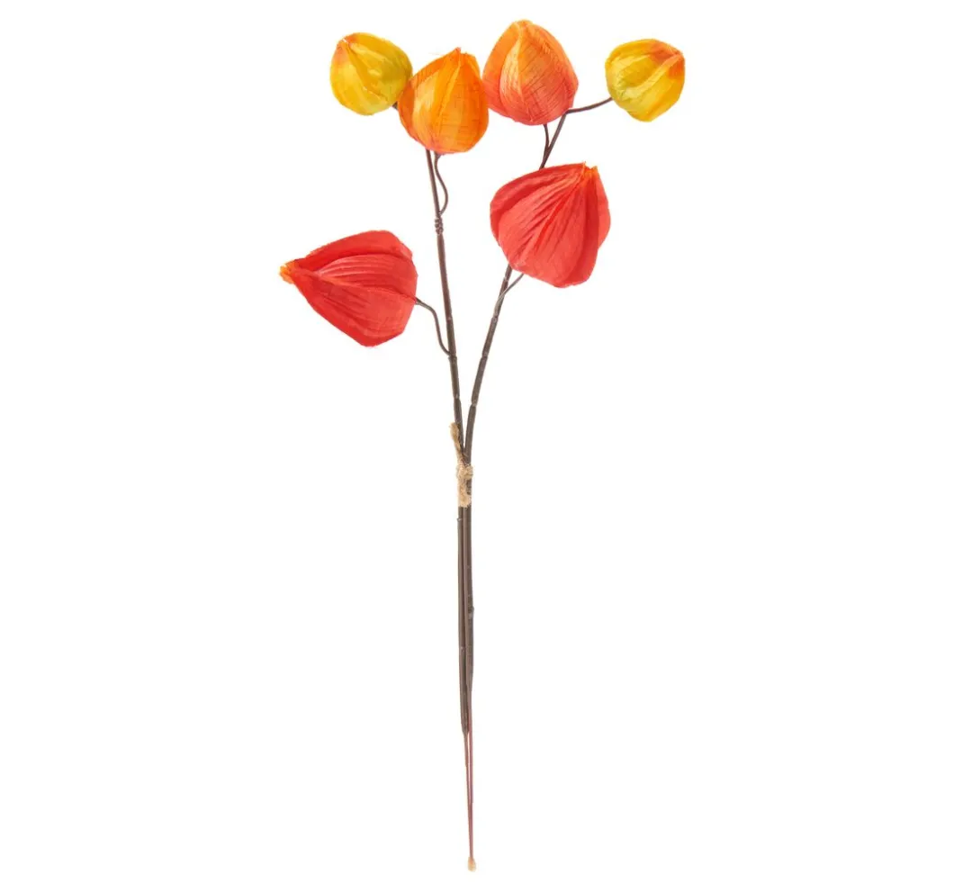 DPI Blumen|Bäume & Zweige>Physalis Zweig, 6 Lampionblüten