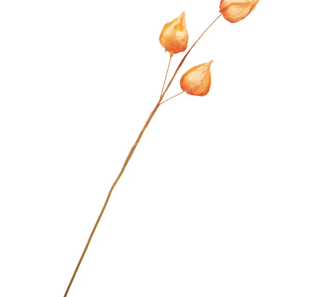ohne Marke Bäume & Zweige>Physalis-Zweig