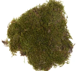 VBS Moos|Moos>Plattenmoos, 50 g