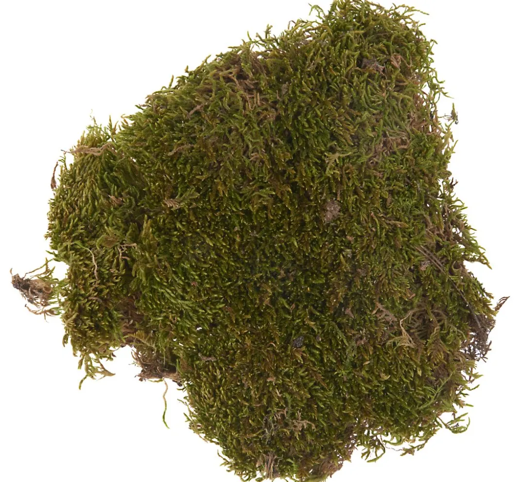 VBS Moos|Moos>Plattenmoos, 50 g