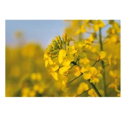 Rayher Kerzenwachs|Kerzen Gestalten><noscript><img width=