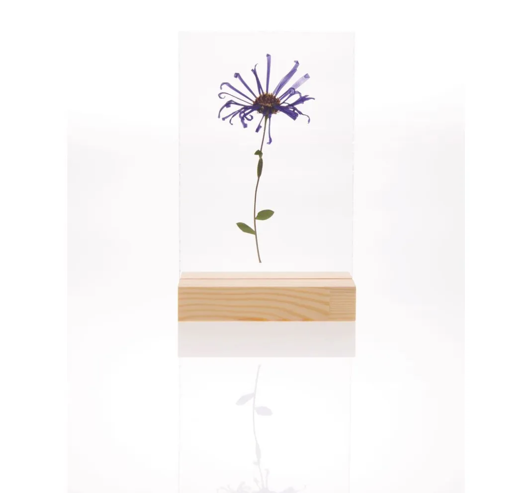 Rico Design Holz, Mdf & Pappmaché>Holzaufsteller mit doppelter Acrylscheibe, 10 x 15 cm